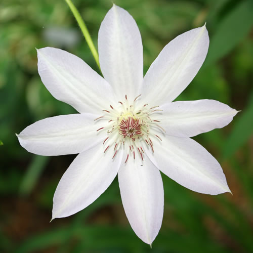 Clematis Henryi